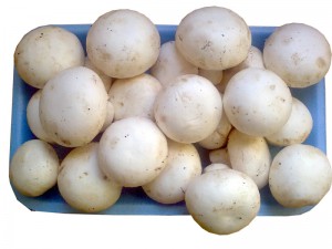 Kültür Mantarları